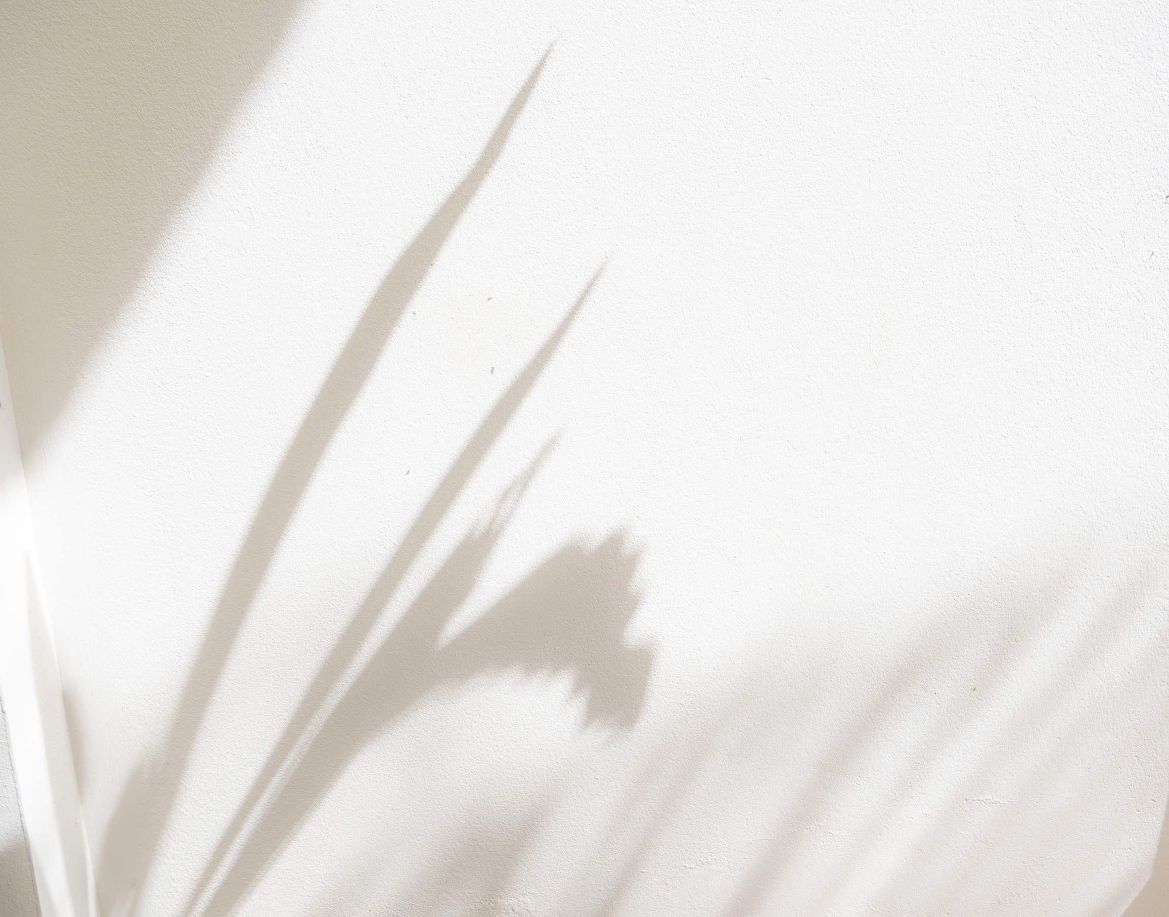 Shadows of Leaves on White Background